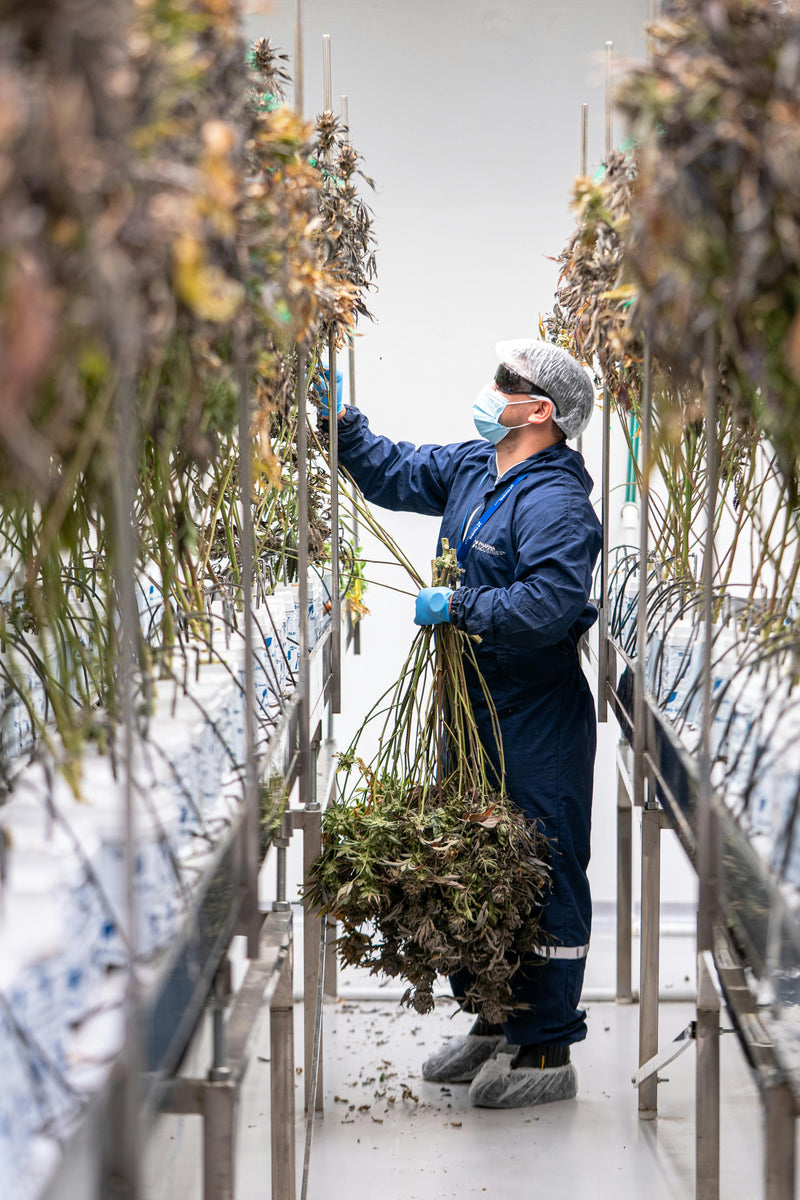 Harvesting - Pot-tential Grows