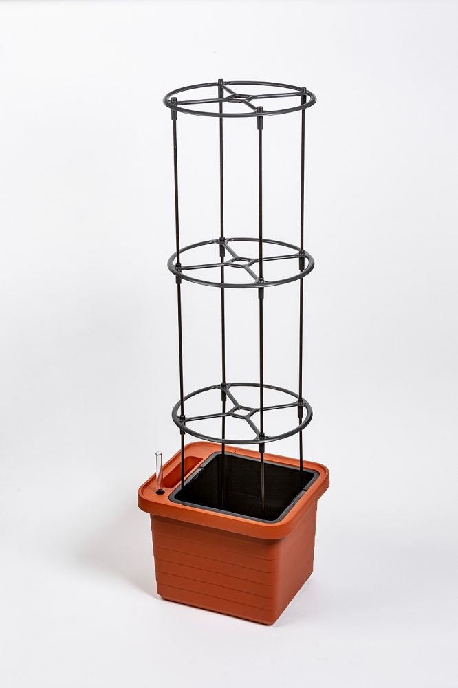 Urbalive Berberis Plant Support